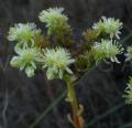 Sedum sediforme