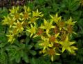 Sedum spurium