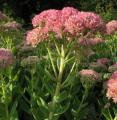 Sedum telephium