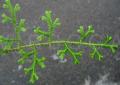 Selaginella kraussiana