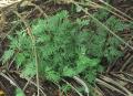 Selaginella plana