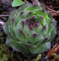 Sempervivum cantabricum