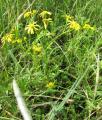 Senecio aquaticus