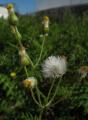 Senecio lividus