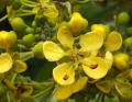 Senna siamea