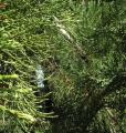 Sequoiadendron giganteum