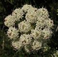 Seseli annuum