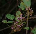 Shuteria involucrata