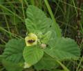 Sida cordifolia