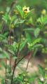 Sida rhombifolia
