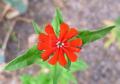 Silene chalcedonica