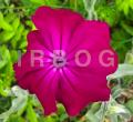 Silene coronaria