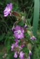 Silene dioica
