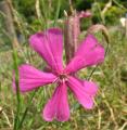 Silene schafta
