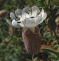 Silene uniflora