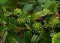 Smilax lanceifolia