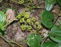 Smilax perfoliata