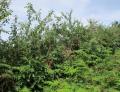 Solanum aculeastrum