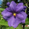 Solanum aviculare