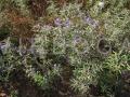 Solanum elaeagnifolium