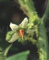 Solanum ferox