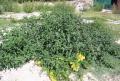 Solanum nigrum