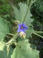 Solanum paniculatum