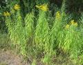 Solidago gigantea