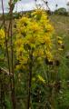Solidago virgaurea
