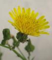 Sonchus oleraceus