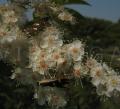 Sorbaria arborea