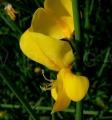 Spartium junceum