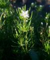 Spergula arvensis