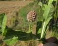 Sphaeranthus senegalensis