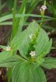 Spigelia anthelmia
