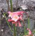 Spigelia pulchella