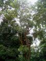 Spondias pinnata