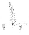Sporobolus diandrus