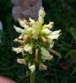 Stachys alopecuros