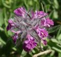 Stachys lavandulifolia