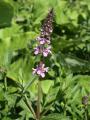 Stachys palustris