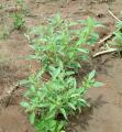 Stachytarpheta angustifolia