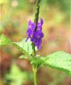 Stachytarpheta cayennensis
