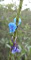 Stachytarpheta crassifolia
