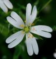 Stellaria holostea