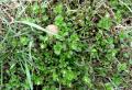 Stellaria media