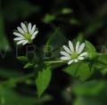 Stellaria neglecta