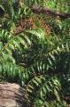 Stenochlaena palustris