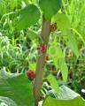 Stephania japonica
