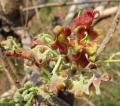 Sterculia setigera